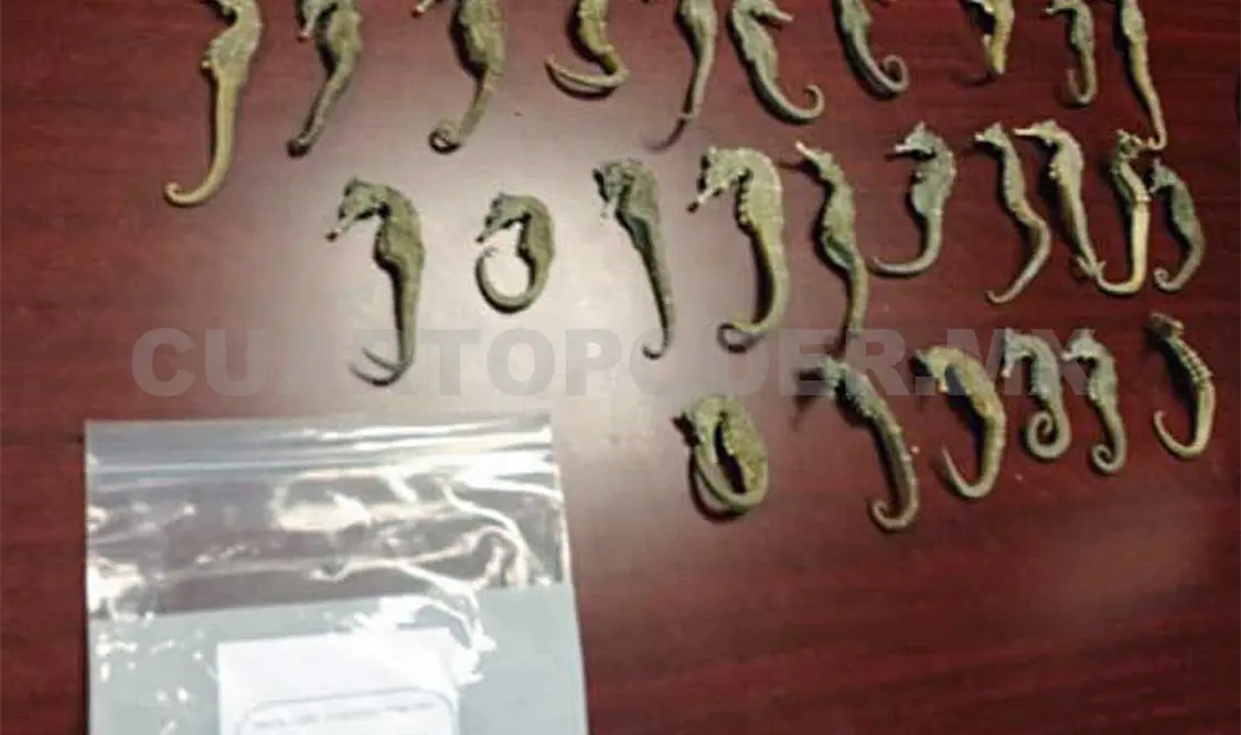 Detienen a traficante de caballitos de mar
