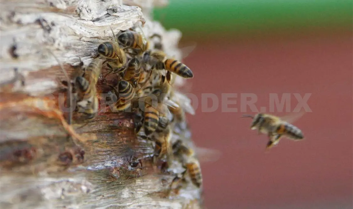 Llaman a potencializar producción de abejas