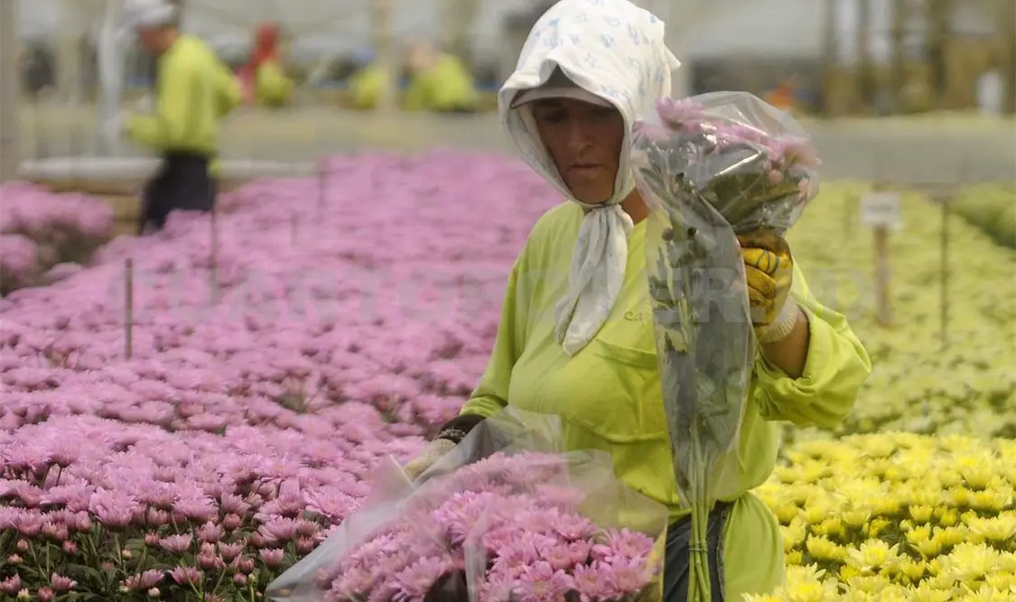 Productores piden a las autoridades mayor atención a la floricultura del estado. Ramón García / CP