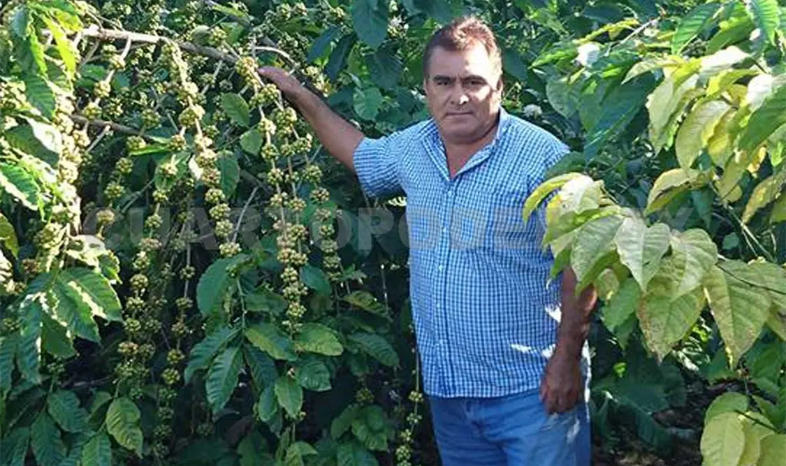 Los invasores perjudican gran parte de las producciones cafetaleras del Soconusco. Ramón García / CP