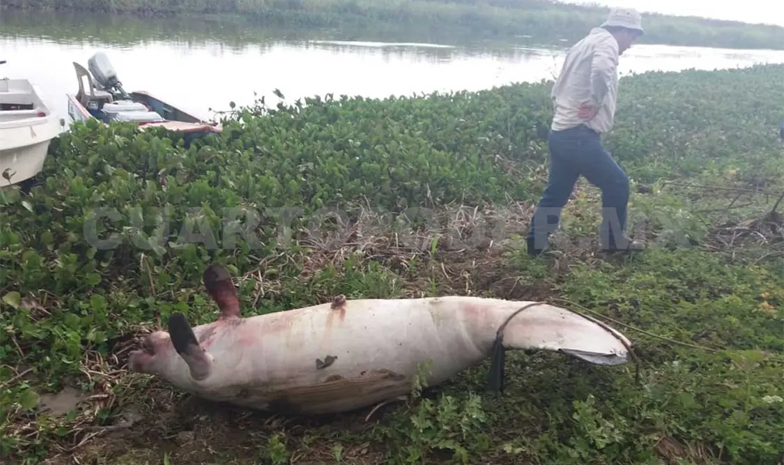 Descartan muerte de manatíes en Chiapas