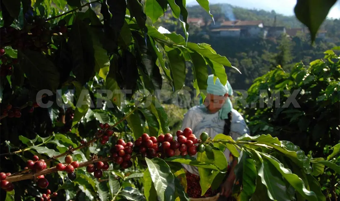 Café mexicano, con gran potencial en producción