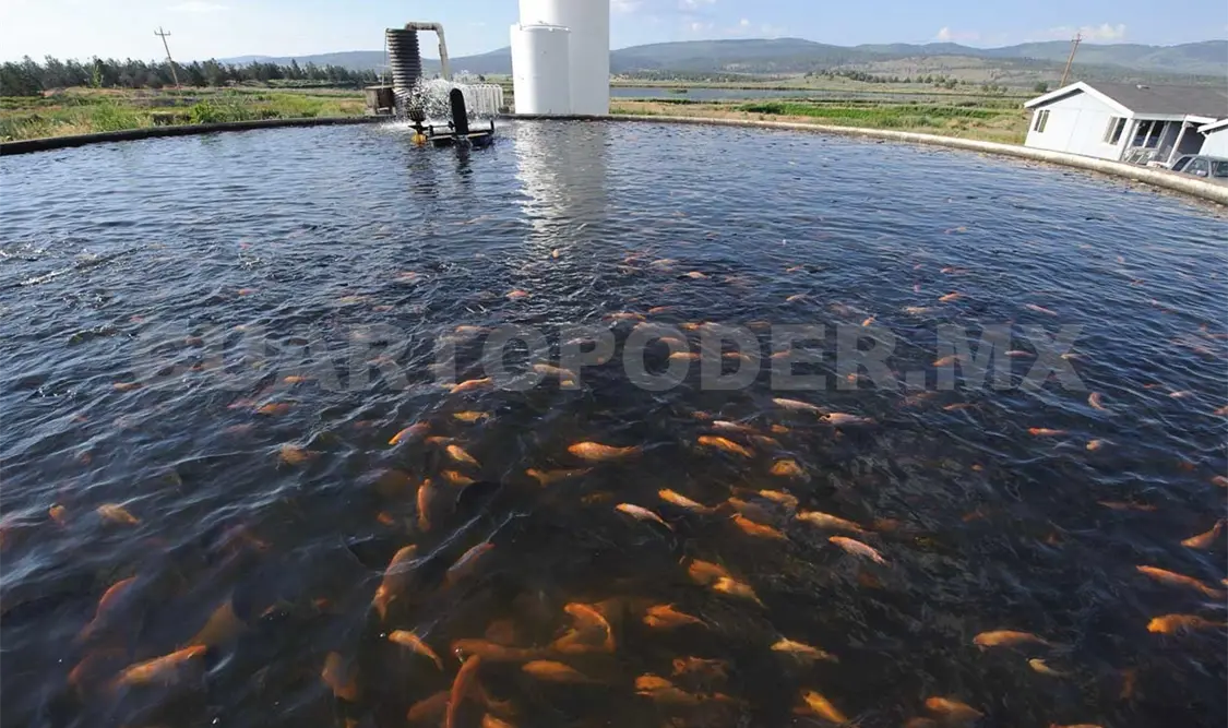 Capacitarán a productores de tilapia en Chiapas