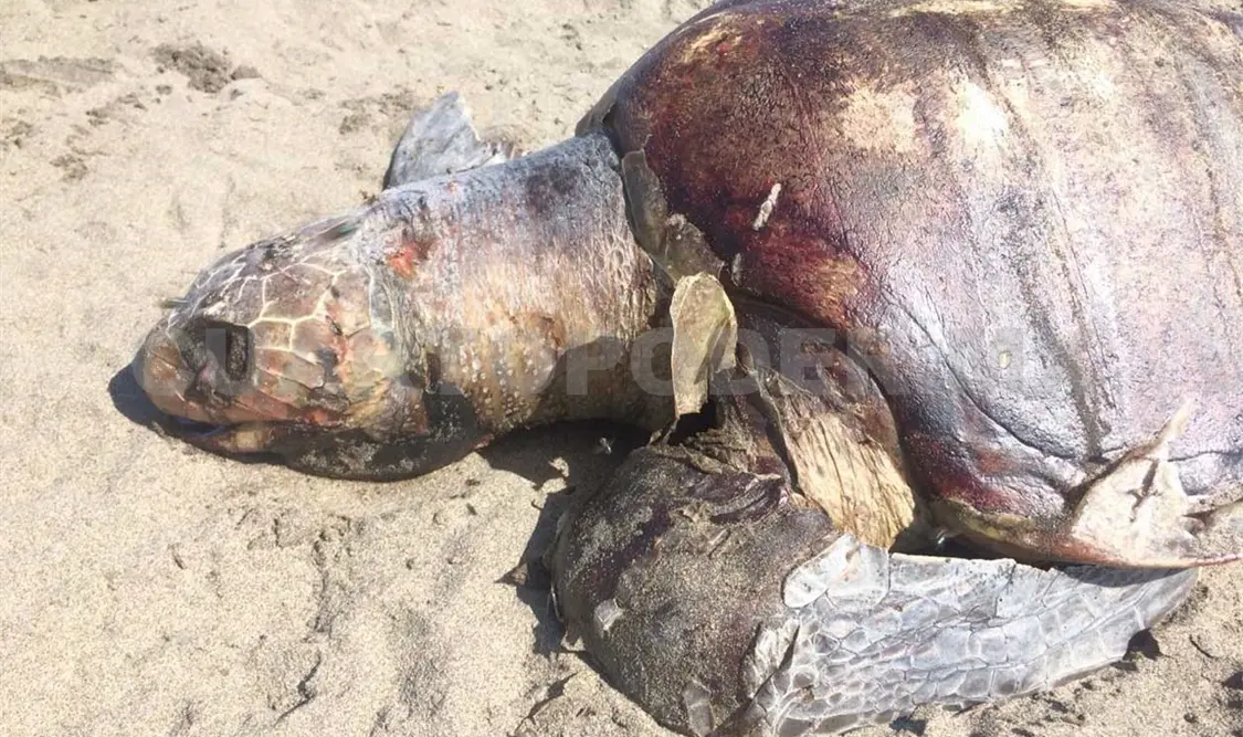 Investigan muerte de tortugas marinas en playas de Chiapas