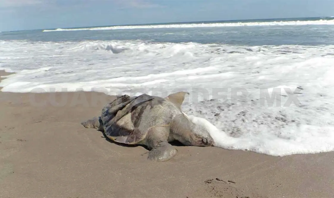 Aparecen más tortugas muertas