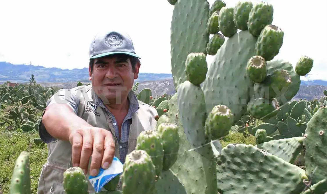 México, entre los principales  productores de tuna