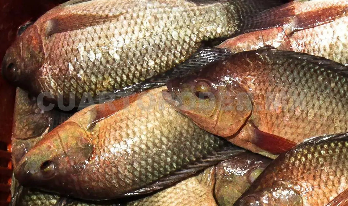 Producción de tilapia va al alza
