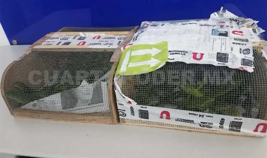 Los ejemplares fueron puestos a disposición de la Procuraduría Federal de Protección al Ambiente, debido a que se trata de especies protegidas, detalló la Comisión Nacional de Seguridad.