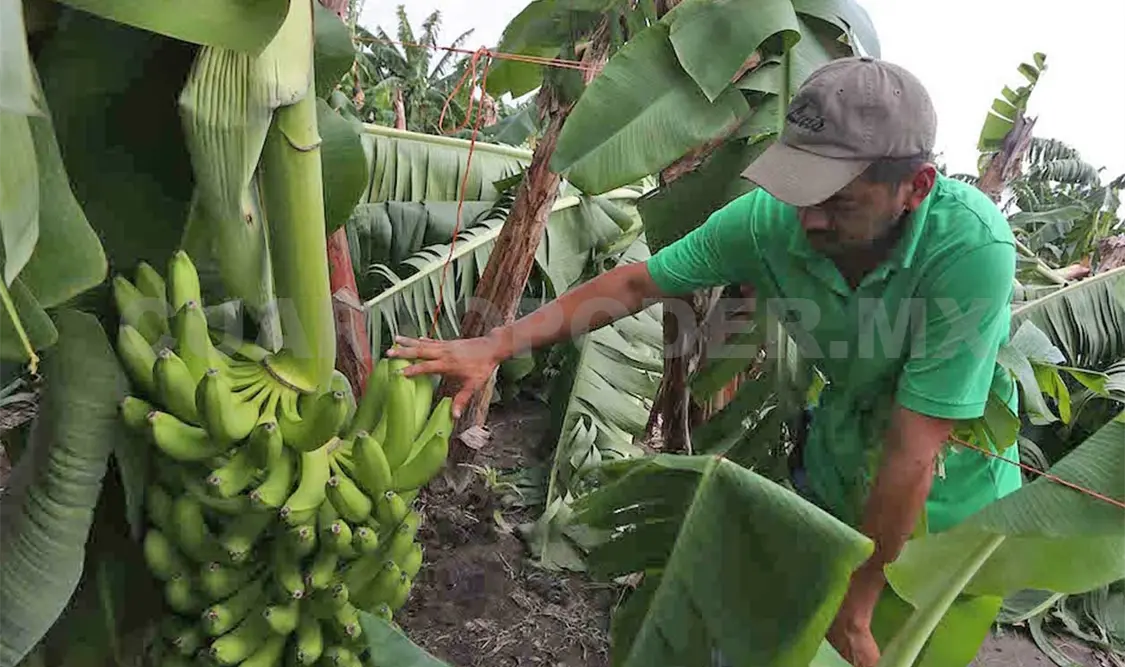 Eduardo Altuzar López, presidente de la Asociación de Productores de Plátano del Soconusco. Ramón García / CP
