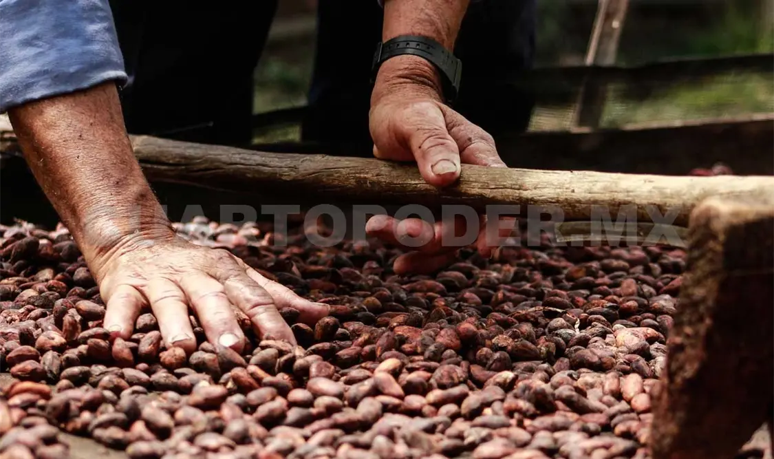 México, octavo productor de cacao