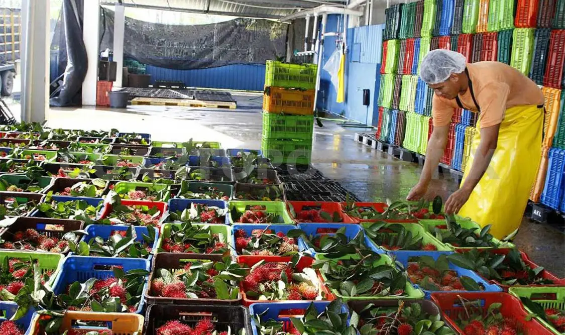 Coyotaje afecta a los productores de rambután