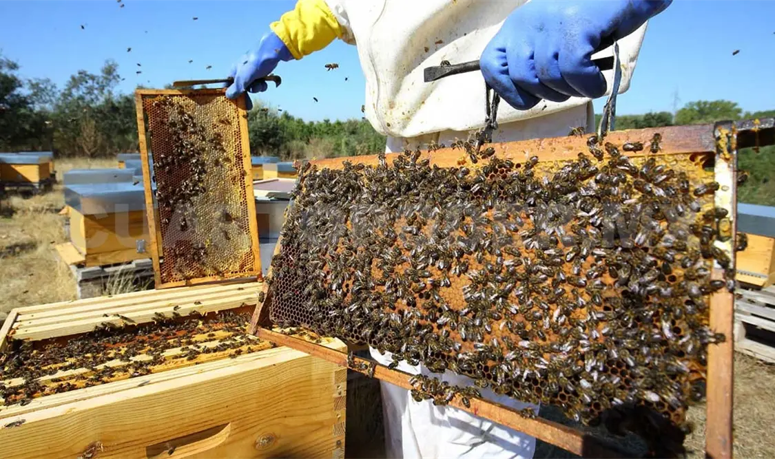 Crece 11 % exportación de miel mexicana