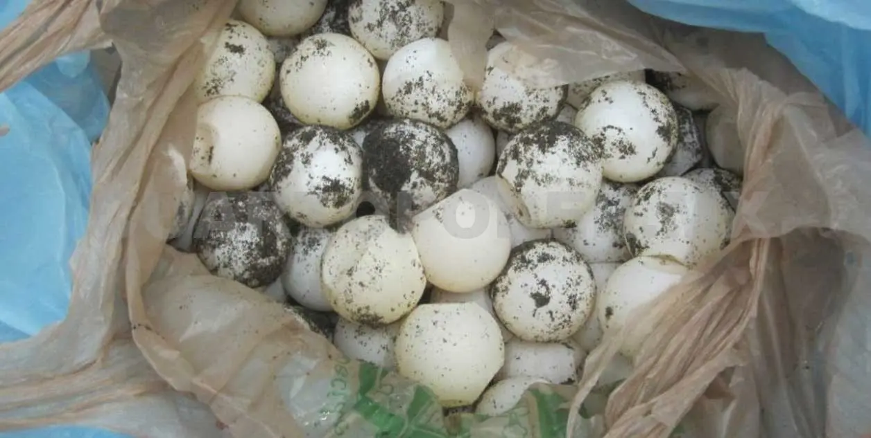 Aseguran dos mil huevos de tortuga