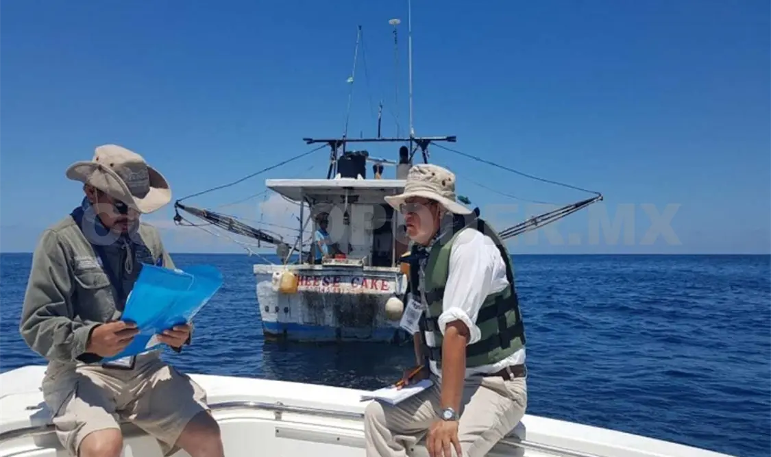 Vigilan zona de tiburón ballena