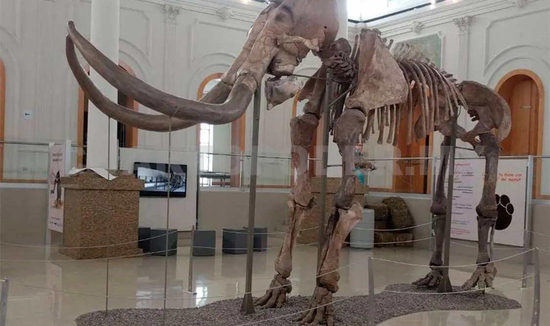 Este mamut está compuesto por 132 piezas: 120 originales y 12 recreadas. Cortesía