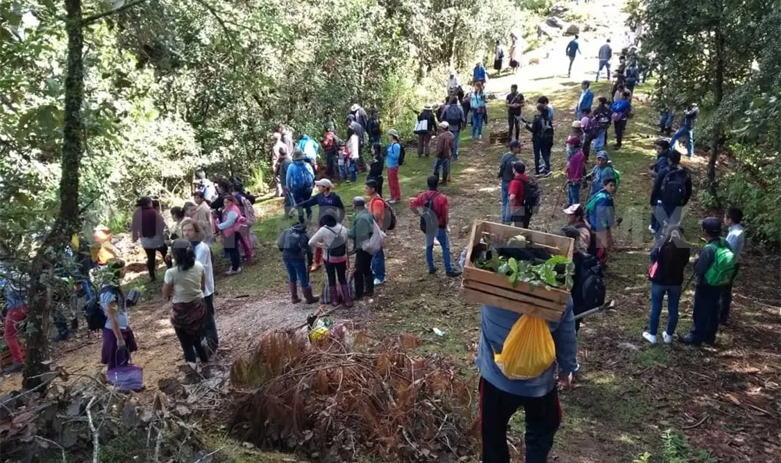 Agreden a ambientalistas que pretendían reforestar