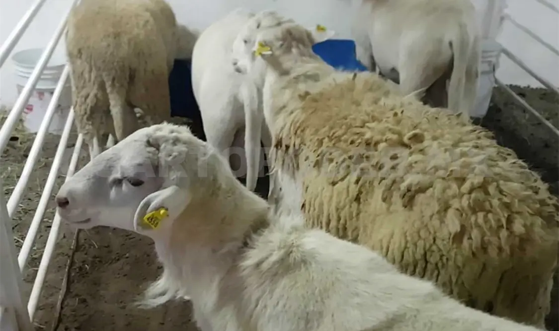 Los pequeños rumiantes, como borregos y cabras, son el principal recurso de casi 300 millones de familias rurales. Agencias