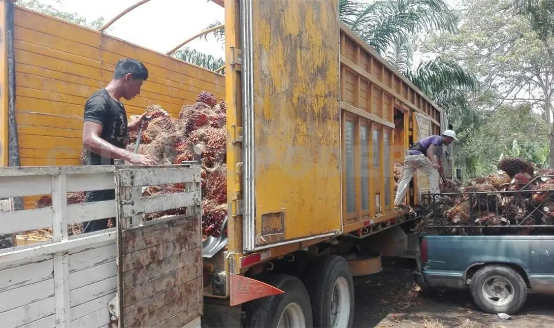 Habrá planta extractora de aceite en Huehuetán