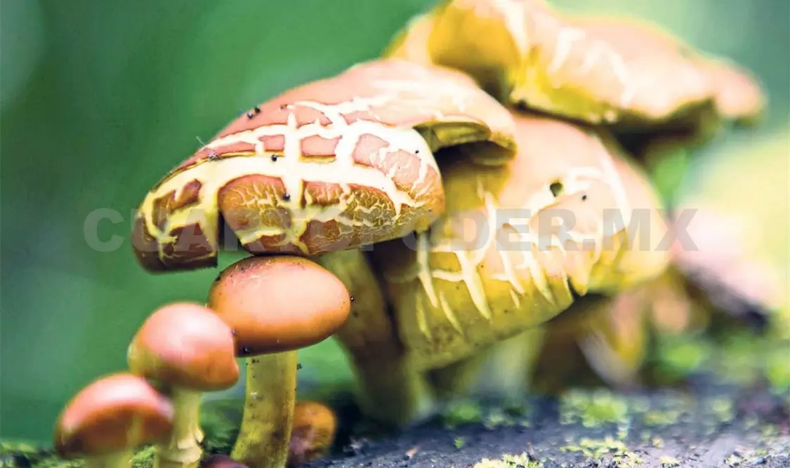 Alertan por intoxicación de hongos