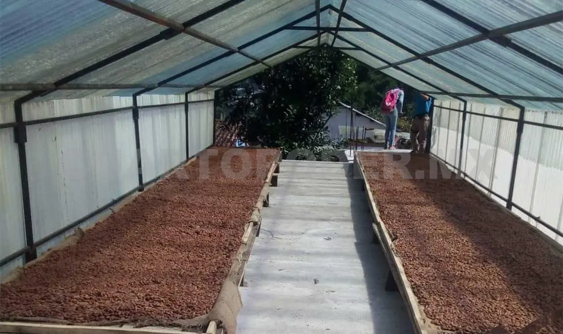 Envían primer cargamento de Cacao Real a Japón