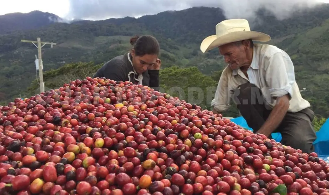 Aseguran ventas anticipadas ocho mil productores