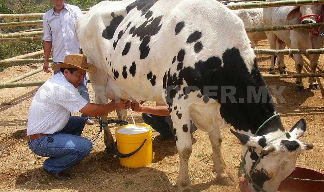 Ganaderos generan una importante derrama económica para la entidad. Ezequiel Gómez / CP