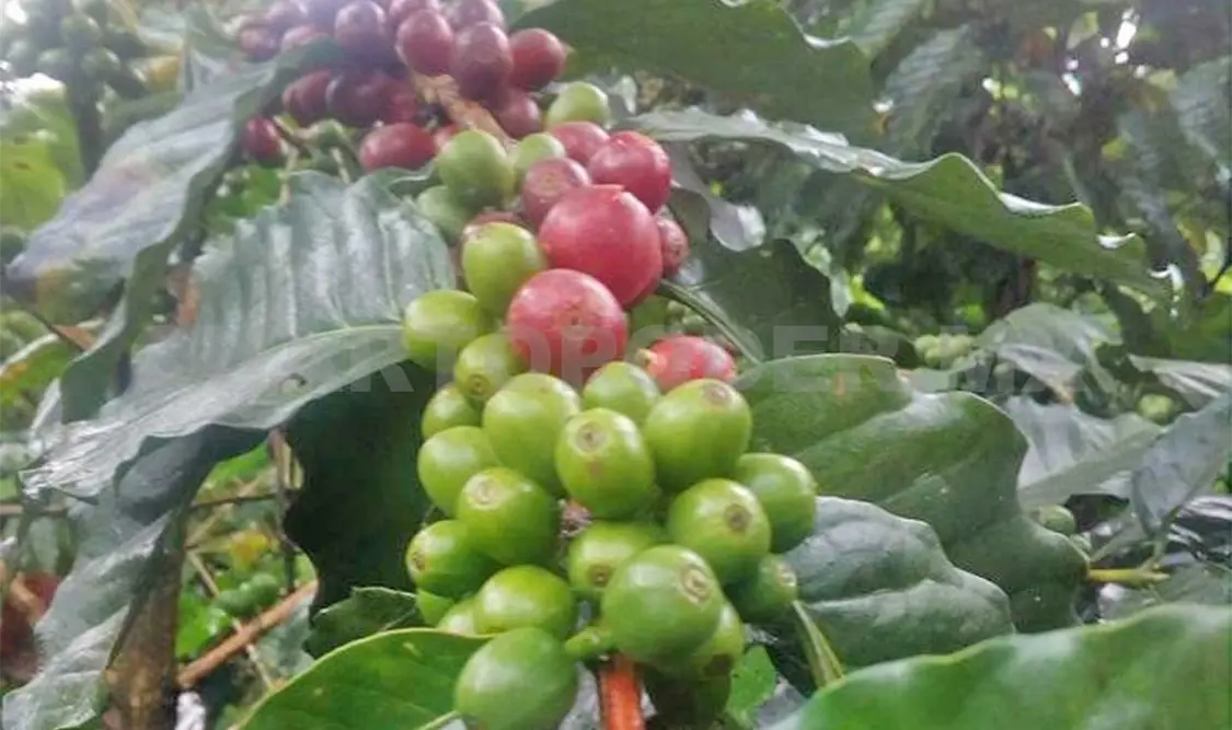 Preocupa a productores caída del precio del café