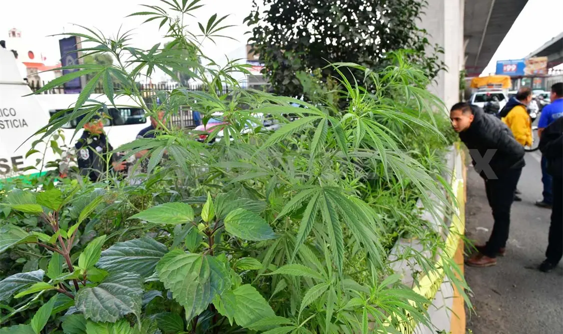 Hallan plantas de marihuana en jardinera