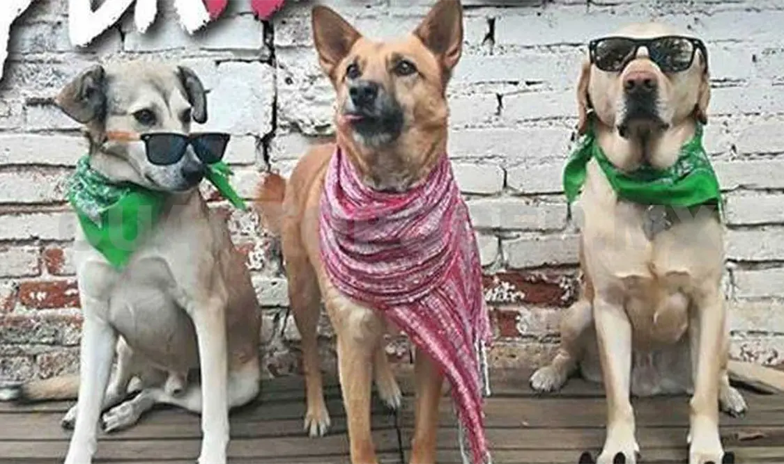 Realizarán Sexto Perrotón 2018