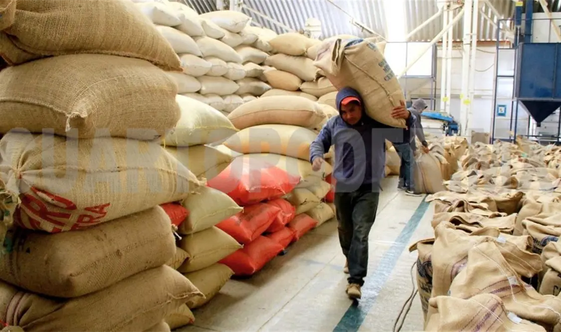Las 25 organizaciones cafetaleras de Chiapas, ya se preparan para el nuevo ciclo de producción. Ezequiel Gómez/CP
