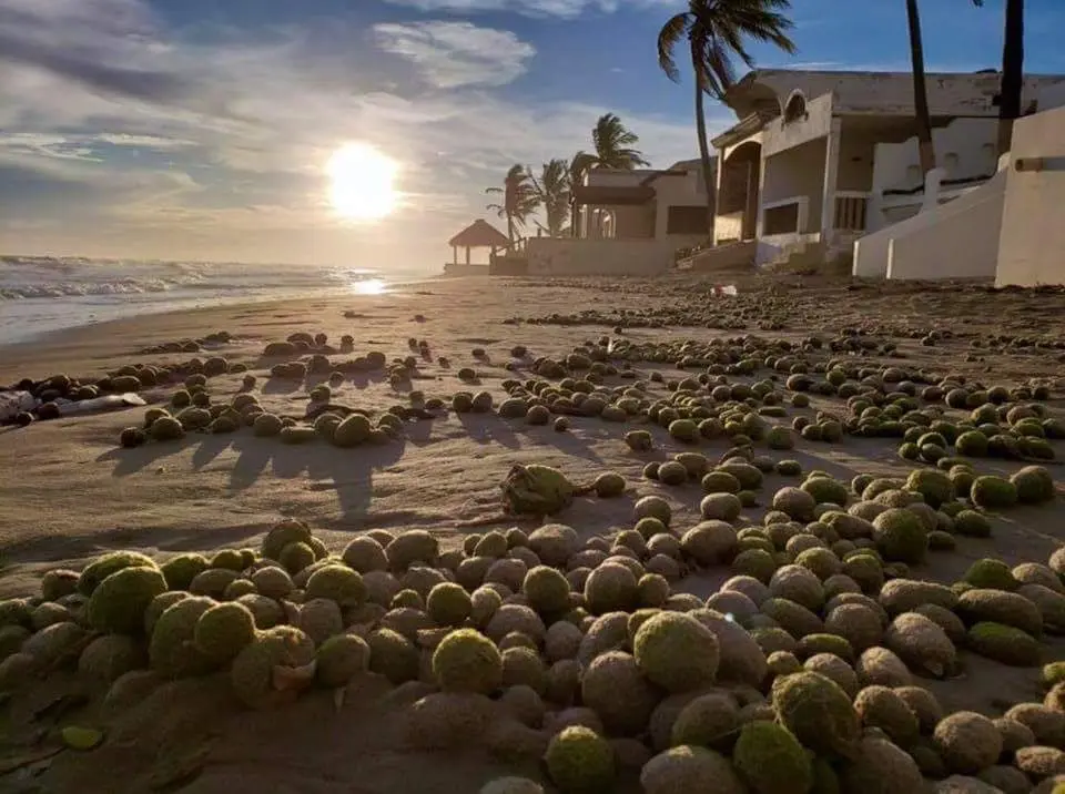 Aparecen miles de “bolas verdes en playa de Sonora
