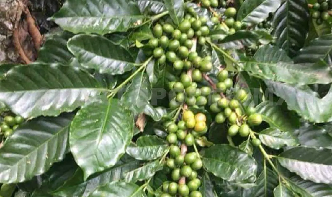 Se recupera producción de café
