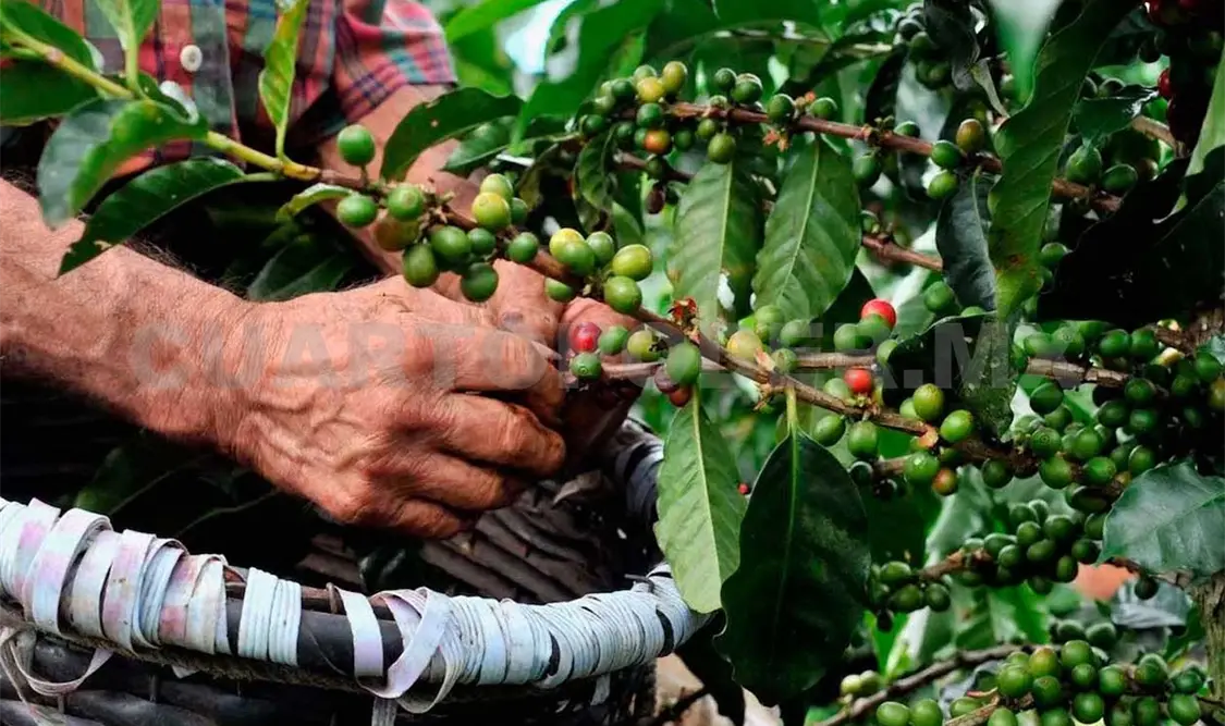 Se invierten tres mmdp en el campo chiapaneco