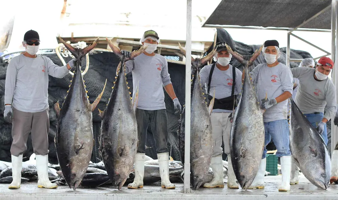 La producción de pesca de atún en Chiapas en este año es cerca de 20 mil toneladas.Ezequiel Gómez/CP