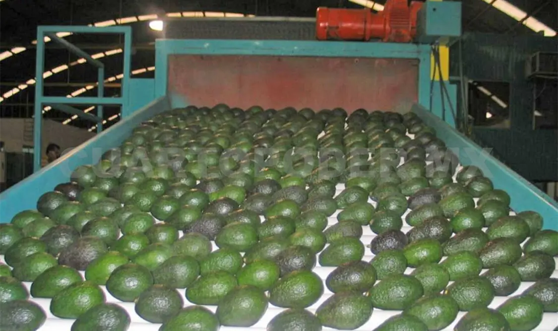Se protege la superficie establecida con aguacate y la producción en las zonas libres, que han permitido la exportación de 989 mil toneladas. Agencias