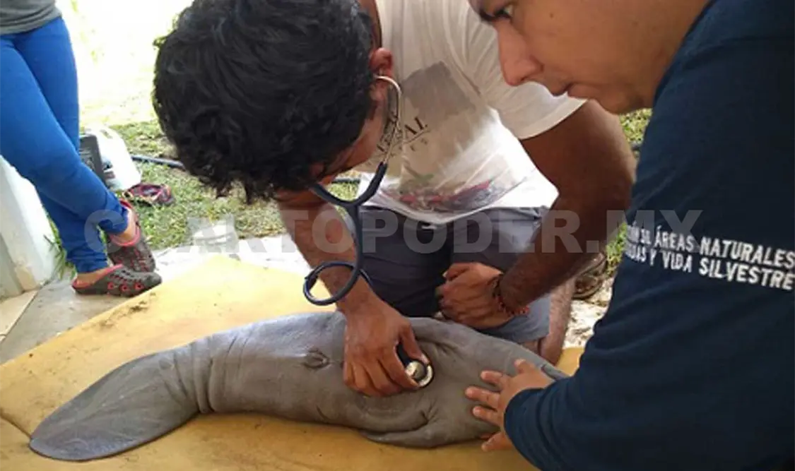 Rescatan cría “extraviada” de manatí