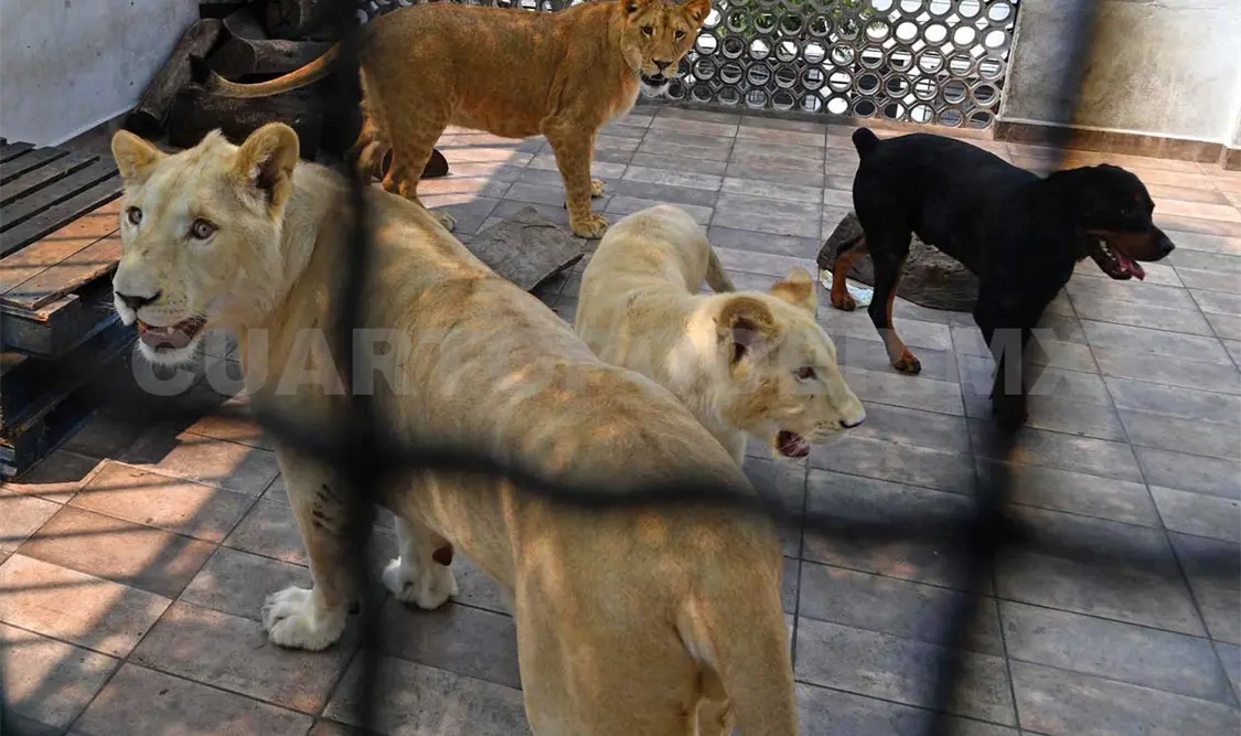 Reportan leones en azotea de casa