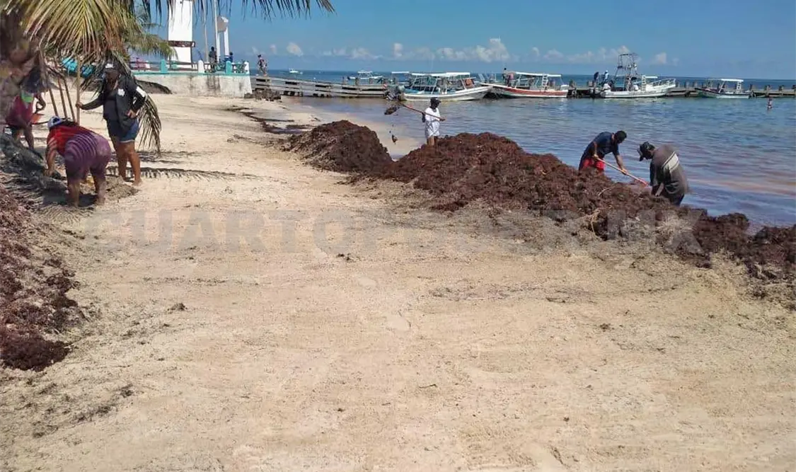 Libres de sargazo playas de Puerto Morelos e Isla Mujeres