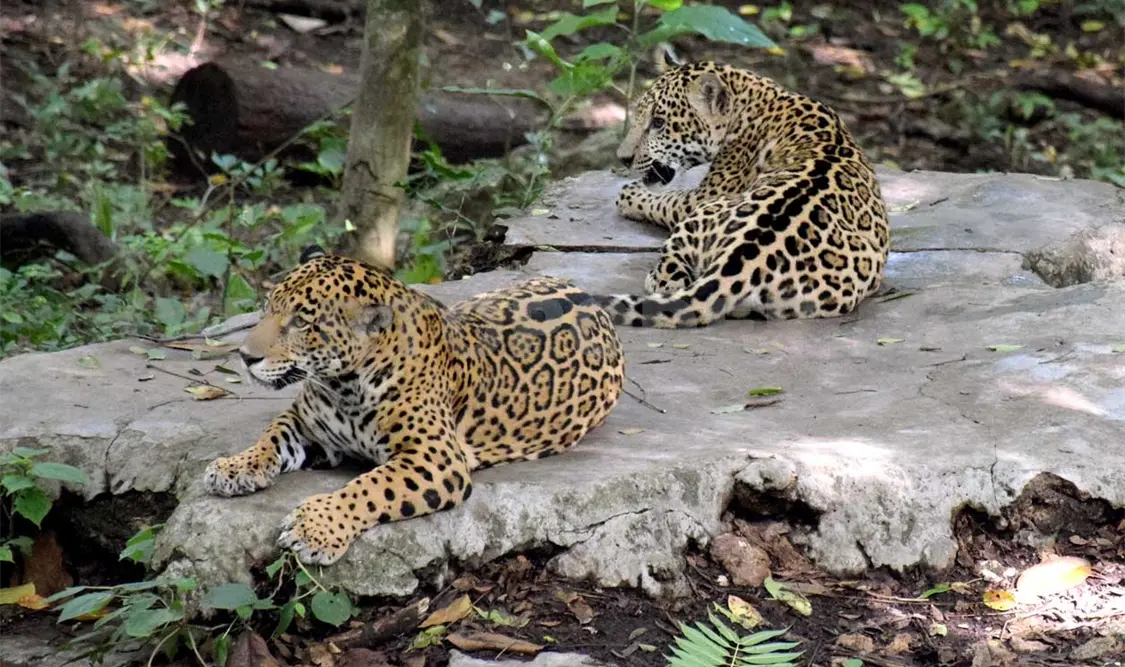Animales están libres de enfermedades contagiosas