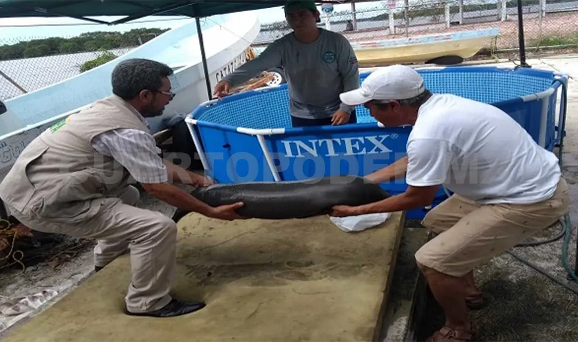 Rescatan nueva cría de manatí