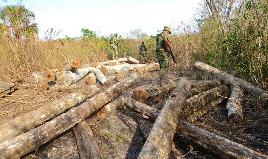 Se extrae madera legal en 50 mil hts en la entidad
