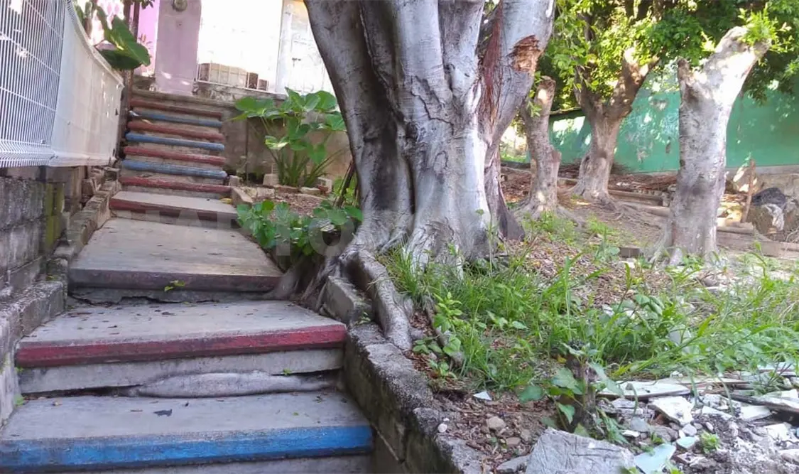 Peligroso árbol debe ser derribado