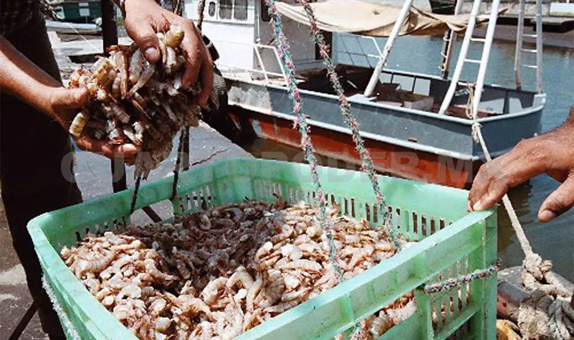 Todos los pescadores se quejan de la baja producción del camarón la cual ha estado mucho más baja que en años anteriores. Noel Vázquez / CP