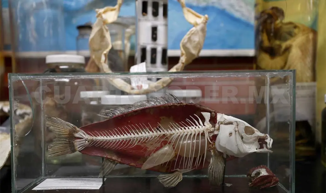 Viaje al fondo de la Colección de Peces