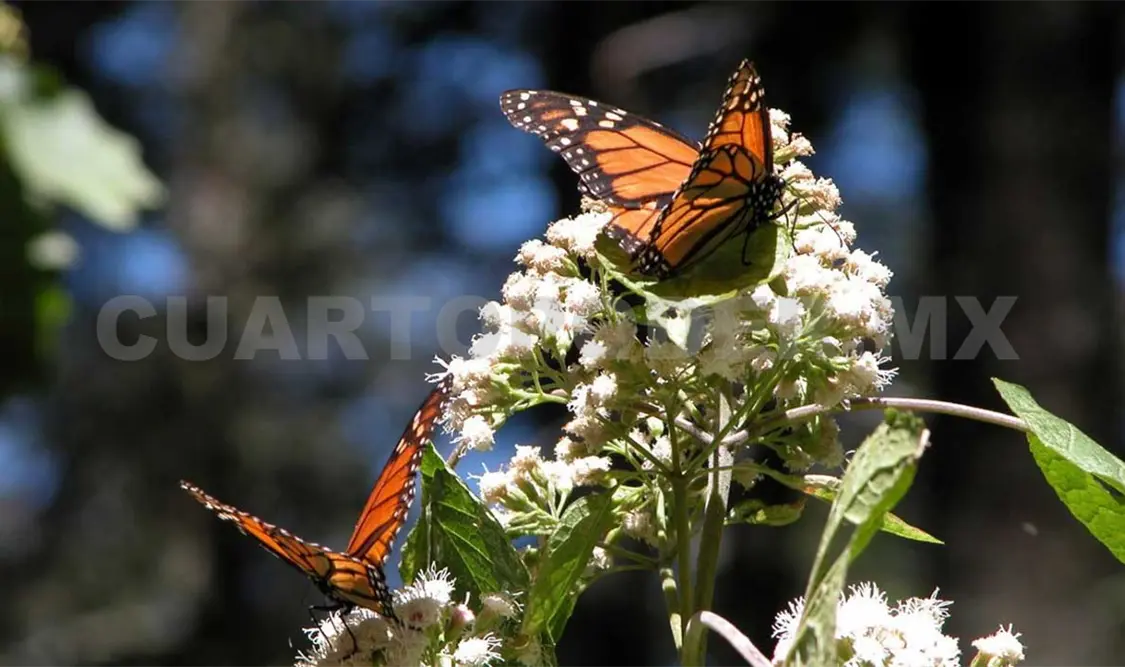 Empieza el arribo de mariposas monarca