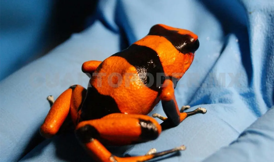 Decomisan ranas venenosas