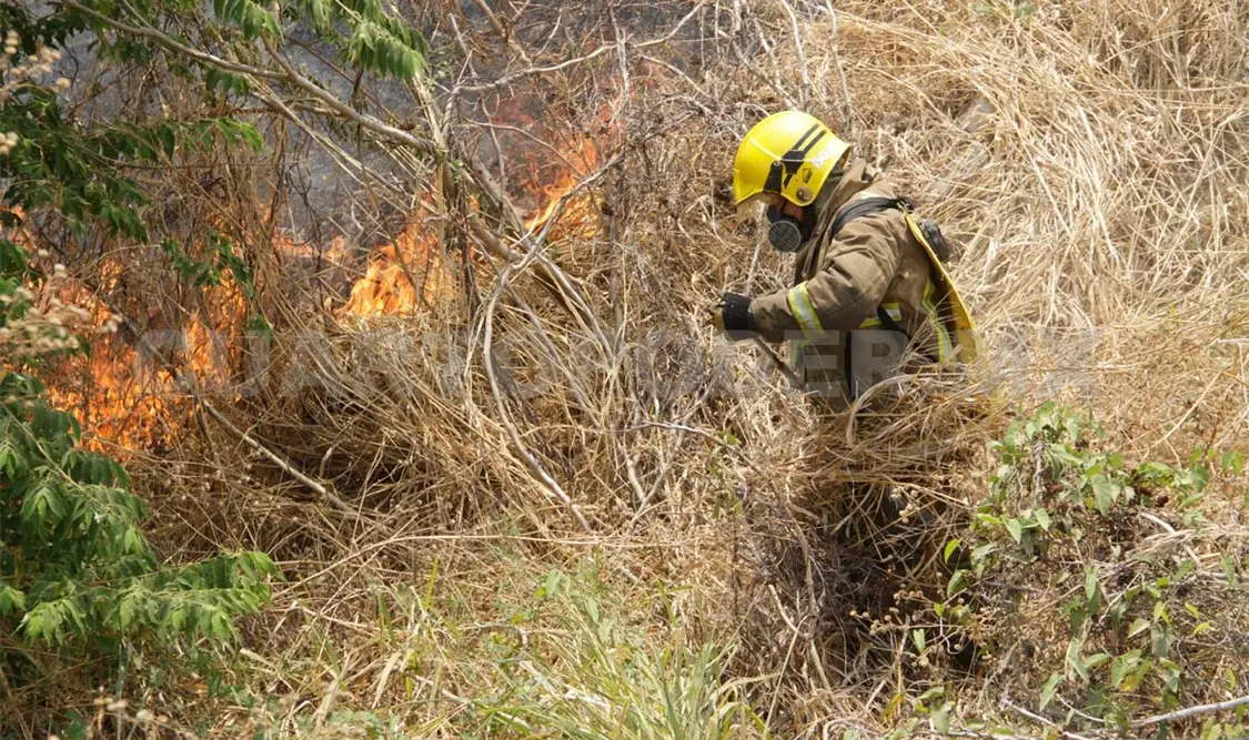 Más de 11 mil hectáreas dañadas por incendios