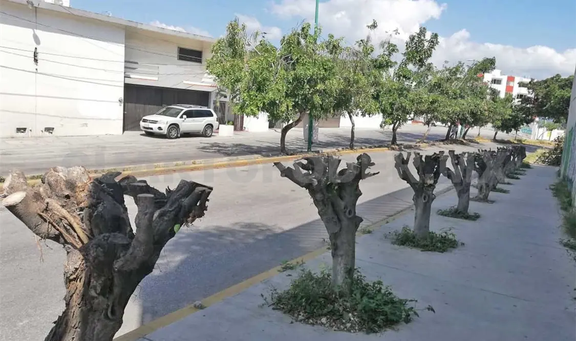 Inconsciente deja “pelón” a varios árboles
