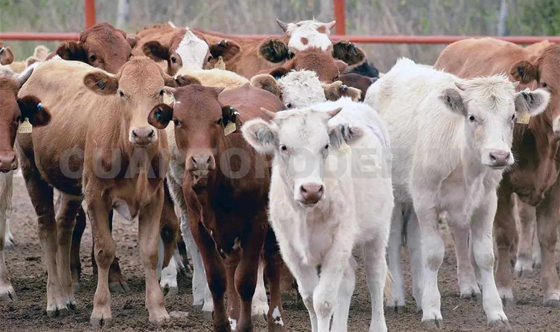 Secam obstruye trabajos de sanidad animal