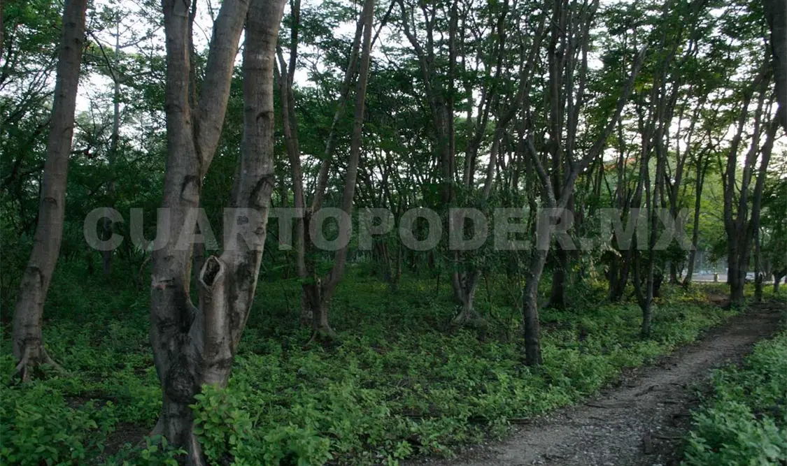 Chiapas perdió 50% del suelo forestal
